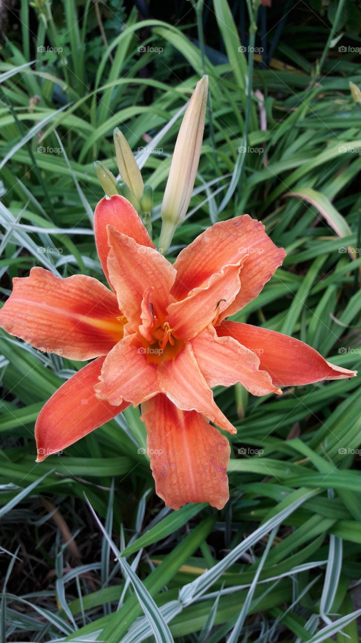 vibrant orange lily