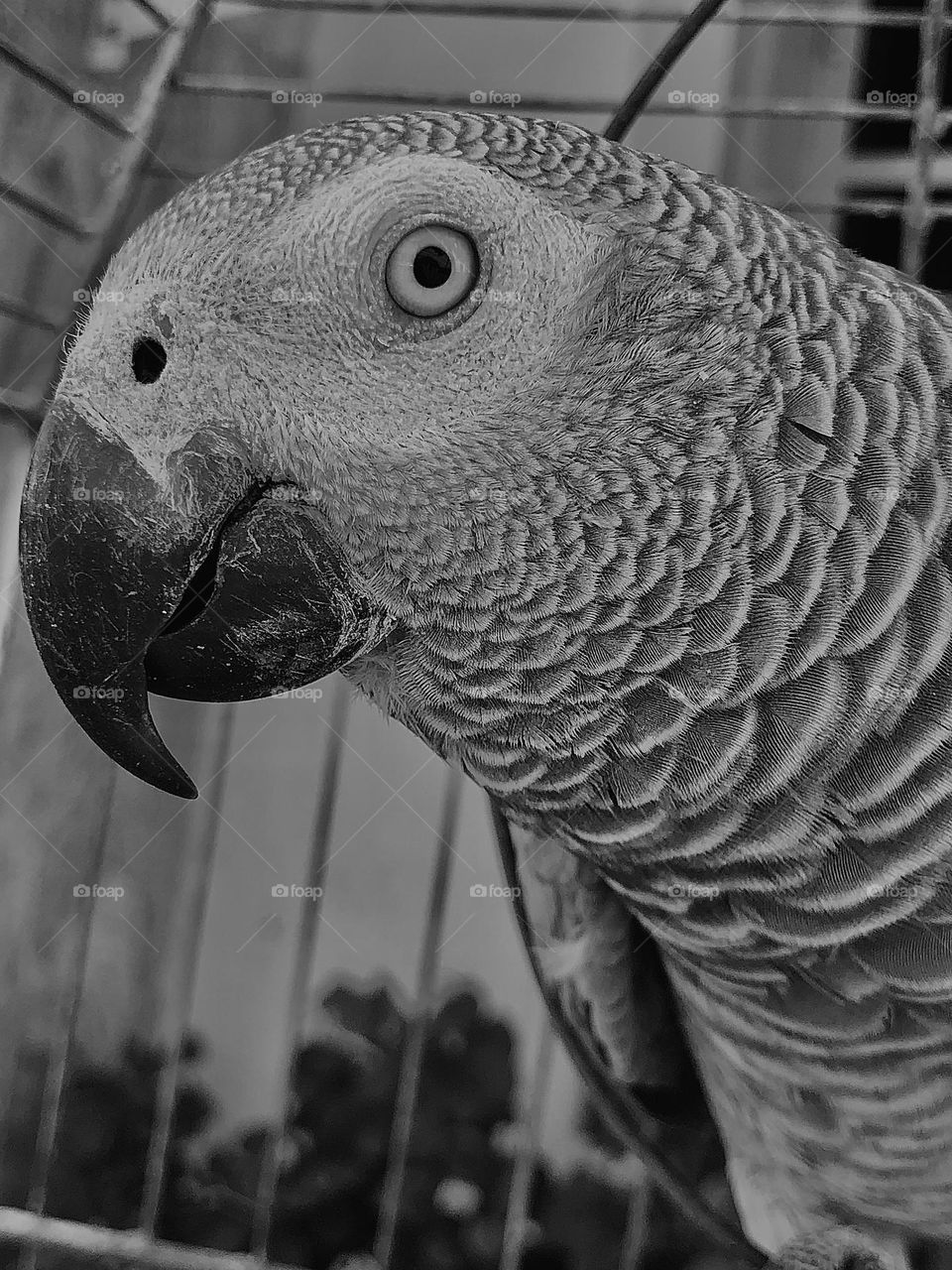 A close up black and white parrot portrait with facial details showing 