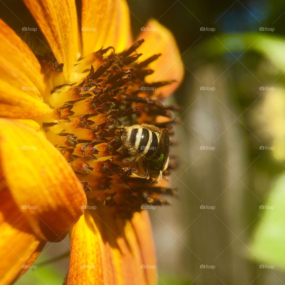 Bee looking for pollen 