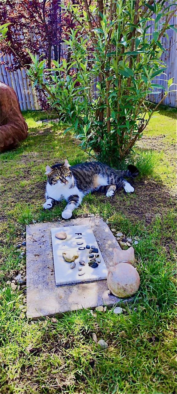 “Roukey”, a lovely tomcat lives in rural “Bavaria”, Germany. He loves to run around in the big garden especially in the warmer weather. He rests by the grave of his predecessor “Fido” who passed at the age of 15 last year. 2024. Hypnotic Productions