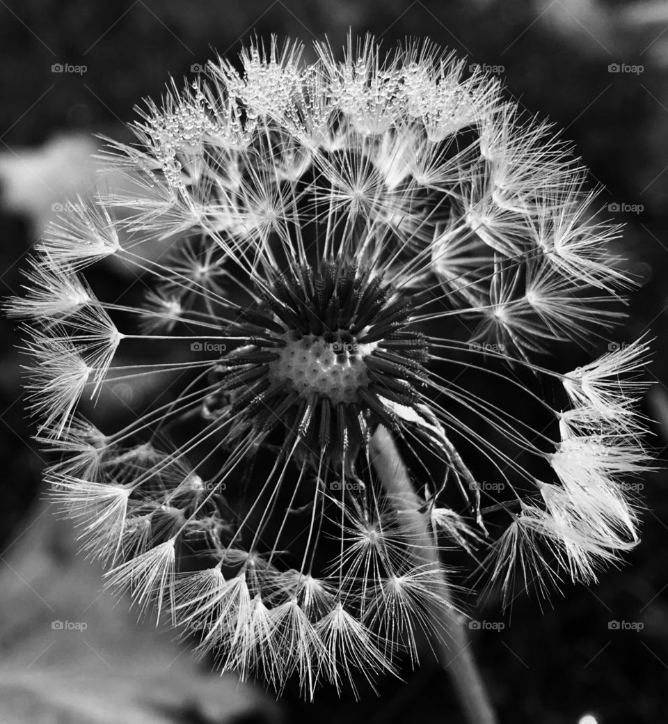 A dandelion's dream