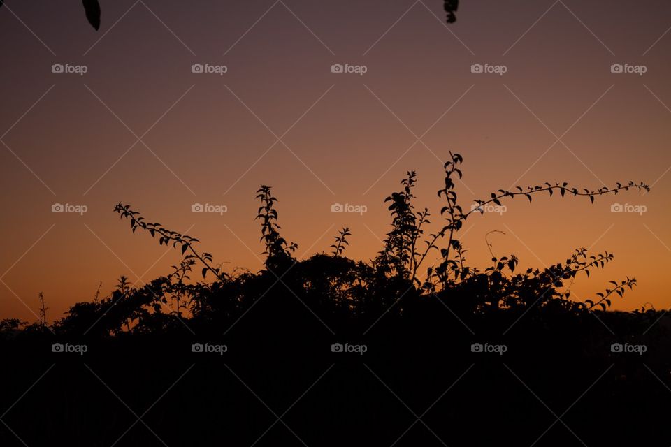 Sunset over Flower Bush