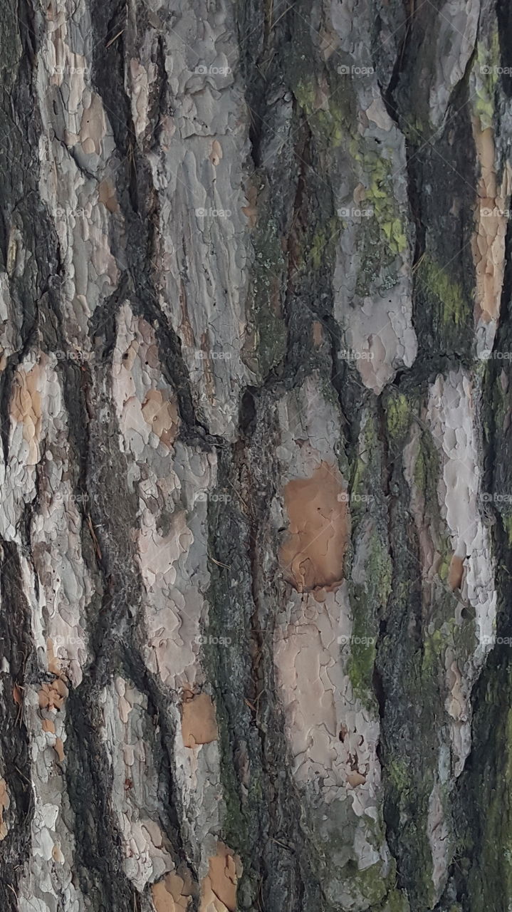 bark
