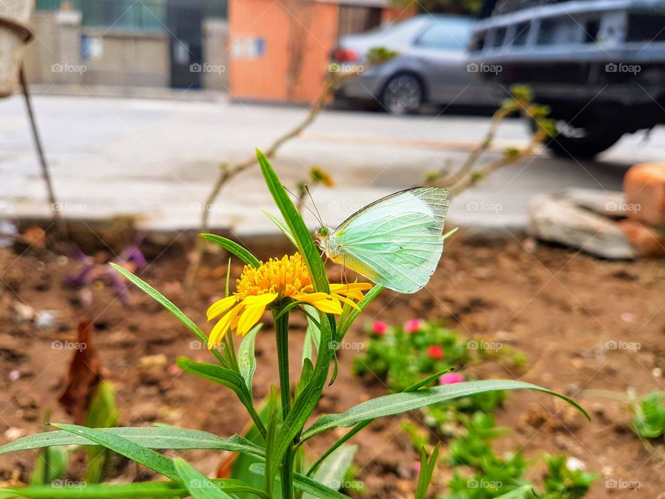 a butterfly enjoying a flower