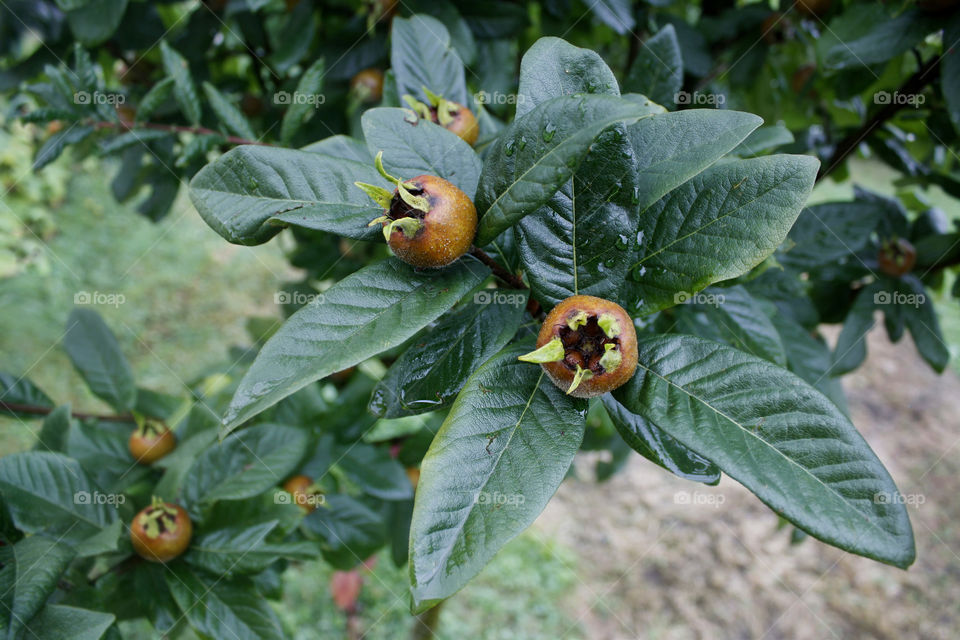 A medlar tree in my garden