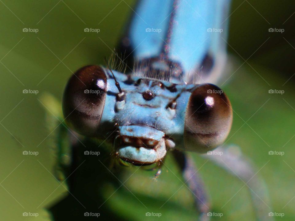 Azure dragonfly closeup