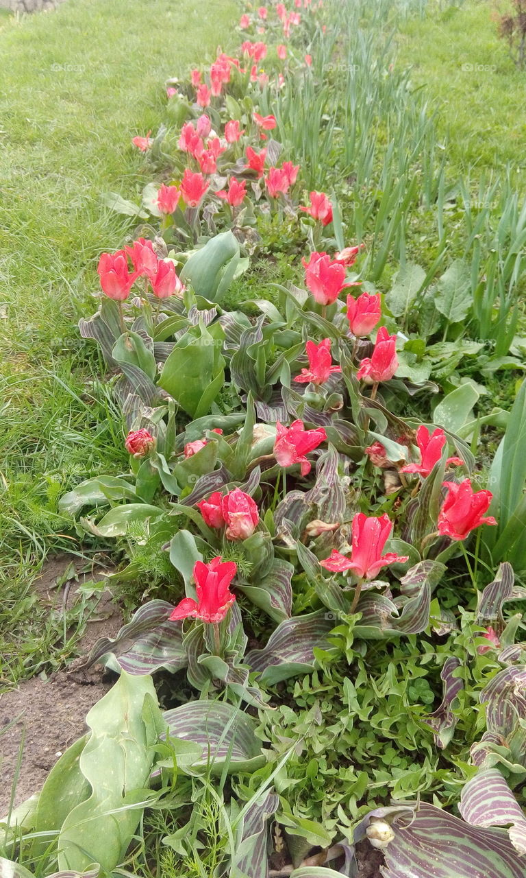 red flowers and grass