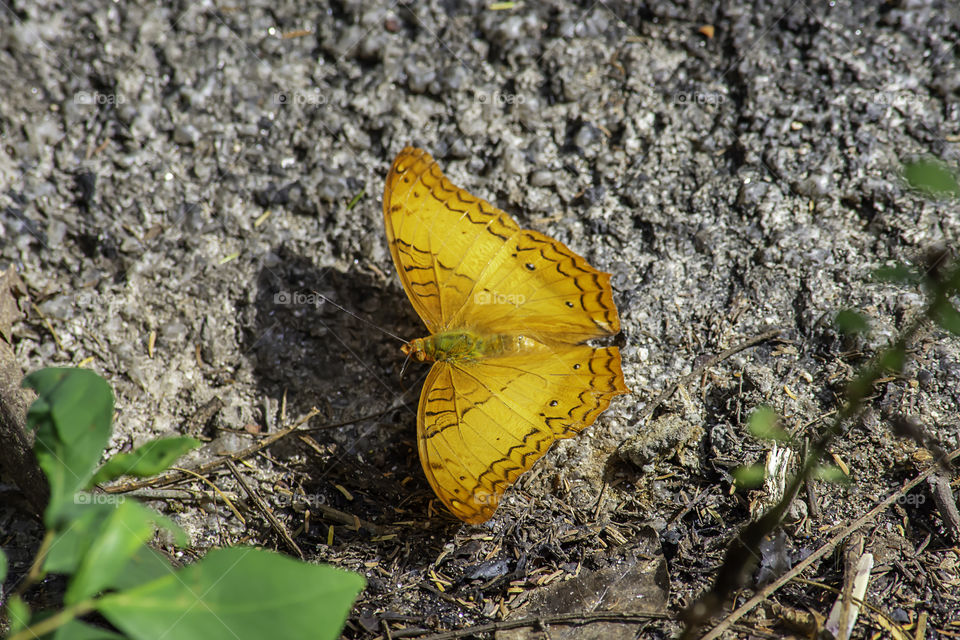 Orange butterfly with beautiful patterns on the rocks.