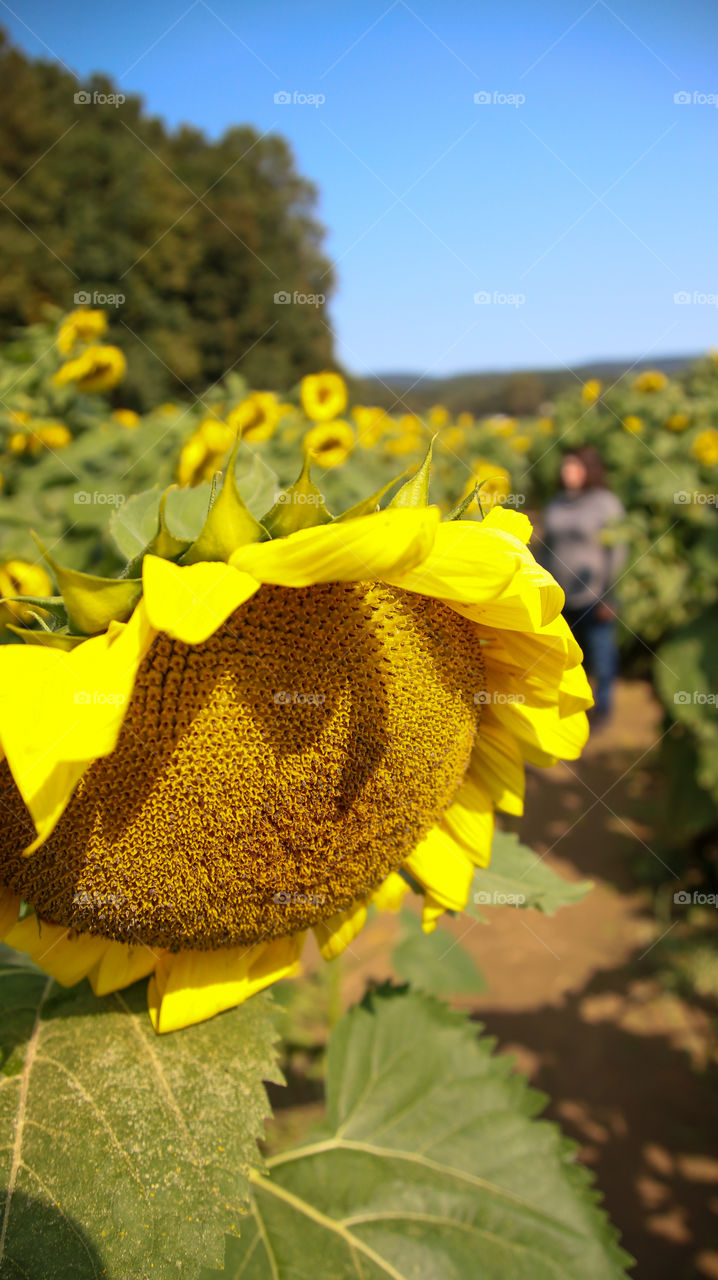 Sunflower field 