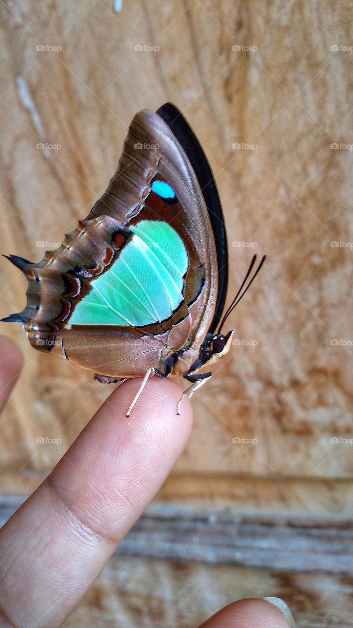 Beautiful butterfly on the tip of the index finger