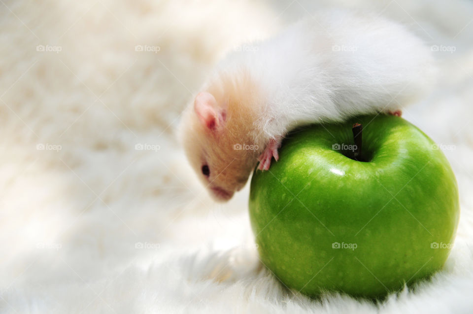i dont like apple