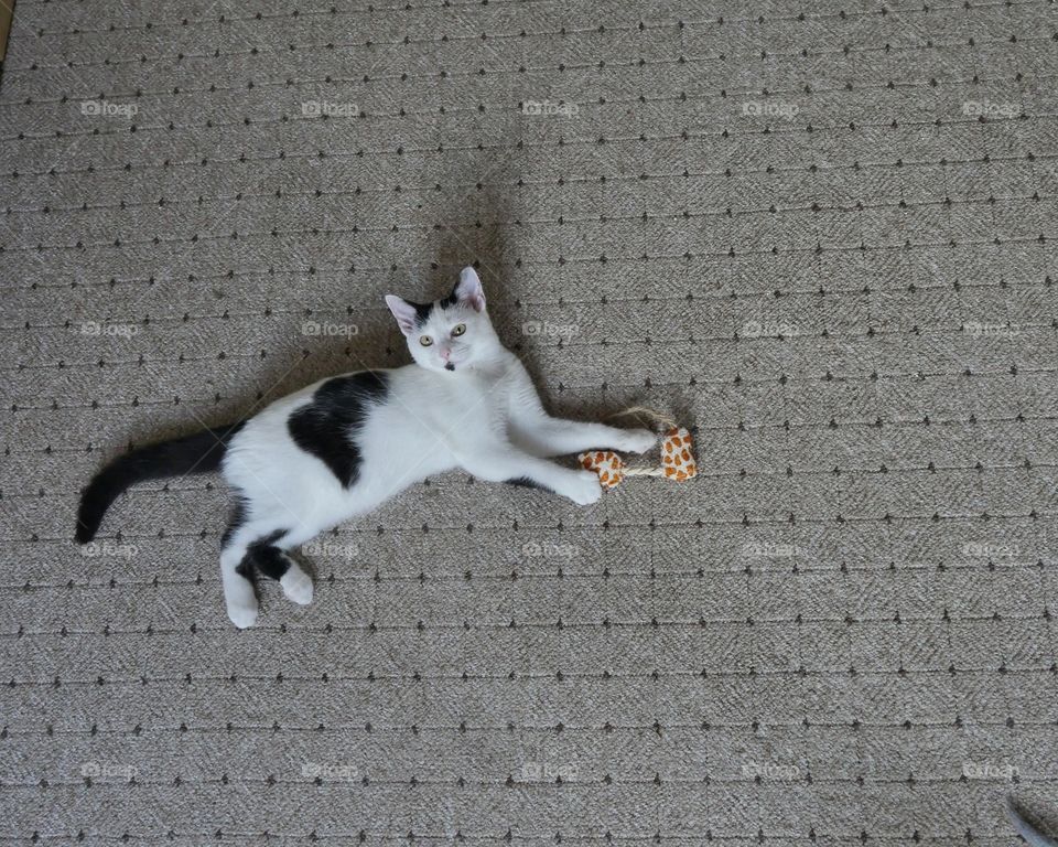 Young cat lies on the carpet