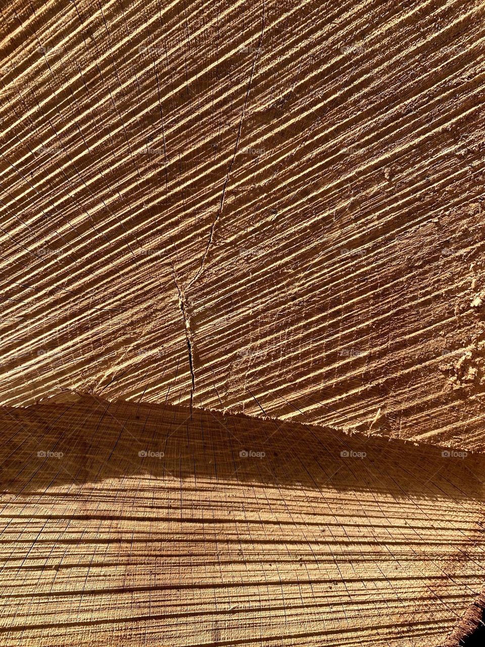 trunk with traces of the chainsaw