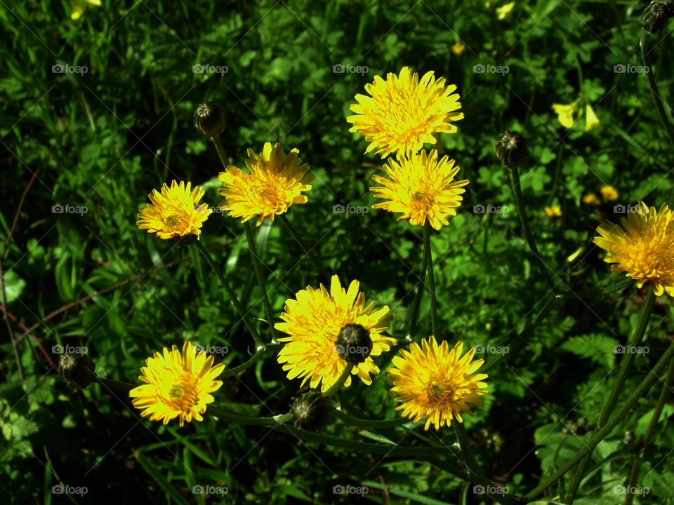 Yellow flowers