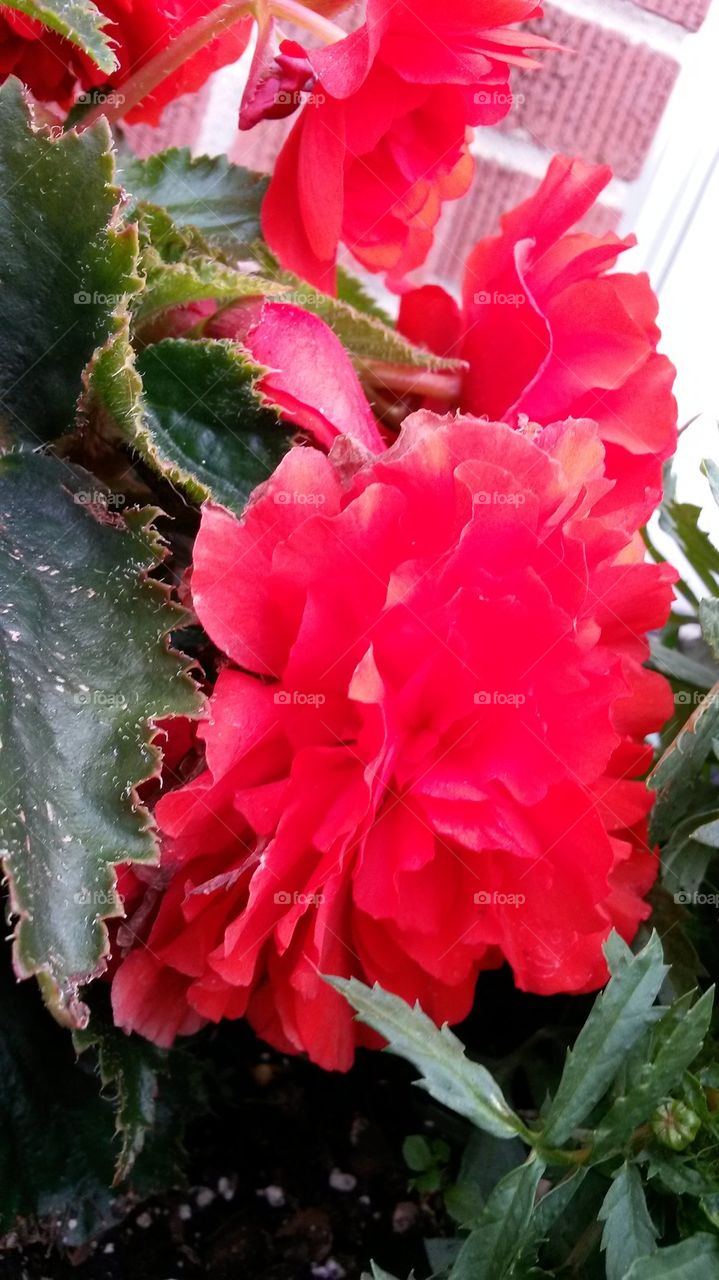 ma Begonia