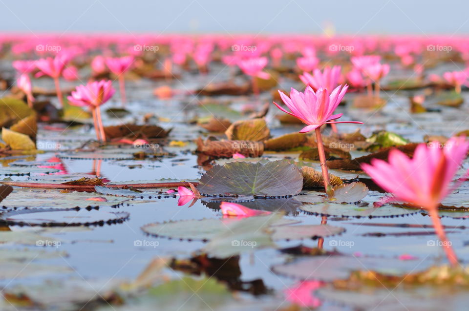 Pool, Lotus, Nature, Flower, Lake