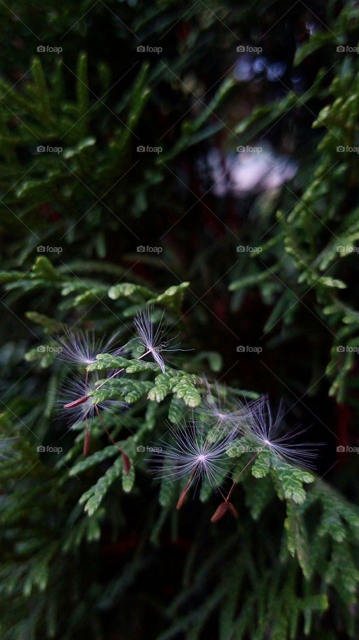 dandelion against a bush background