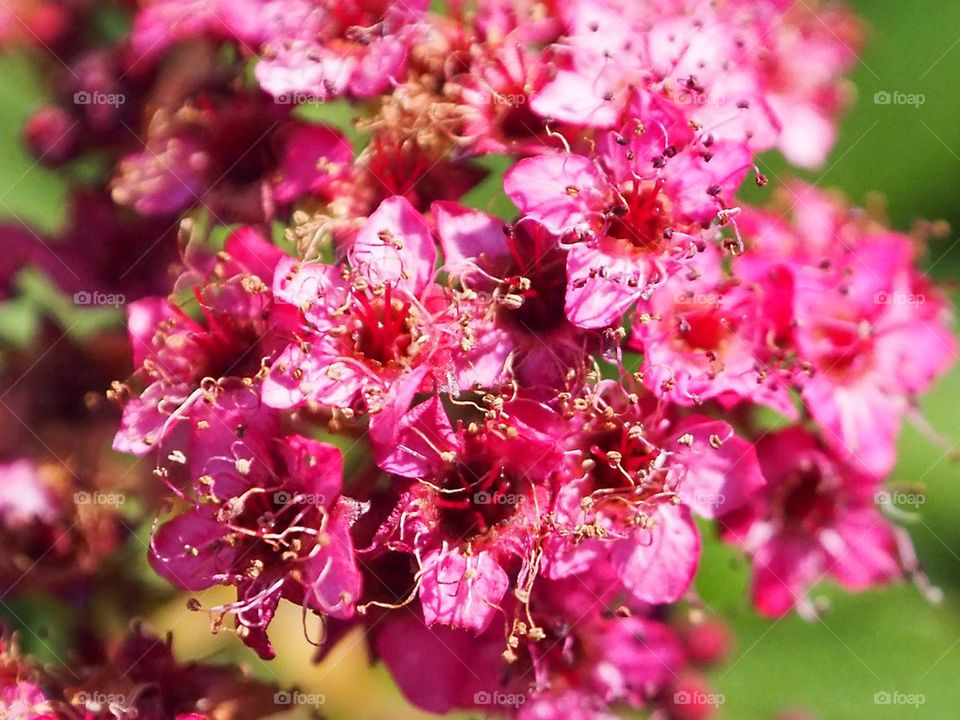 Pink flower