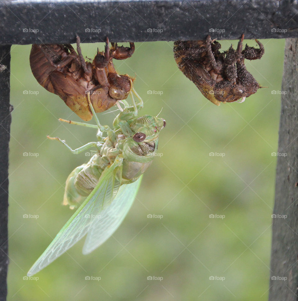 Praying Mantis