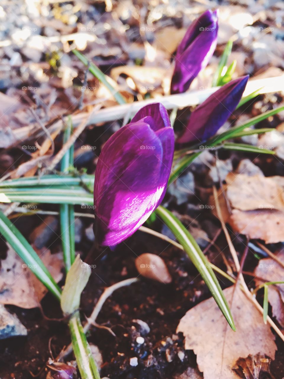 Nature, Flower, Leaf, Ground, Flora