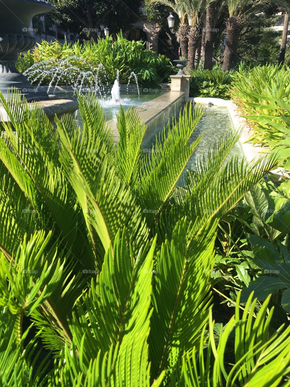 Sun on greens and water