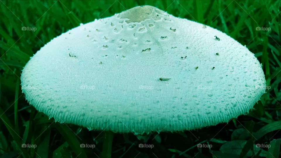 Shroom