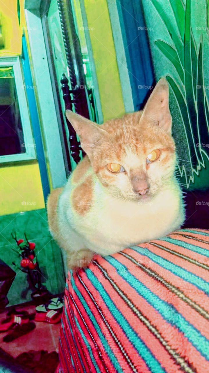 Your style(cat) is sweeping the heart