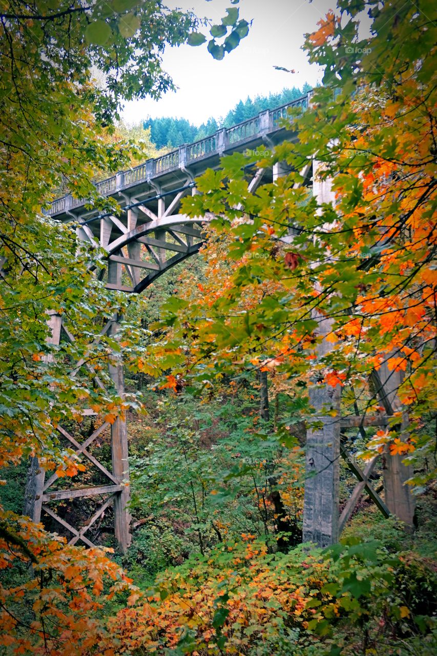 View of bridge during autumn