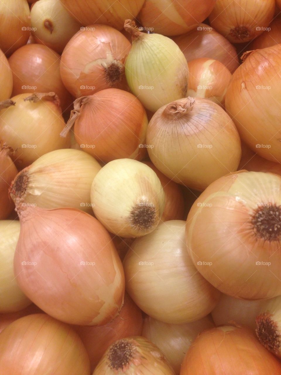 Spanish Onion 