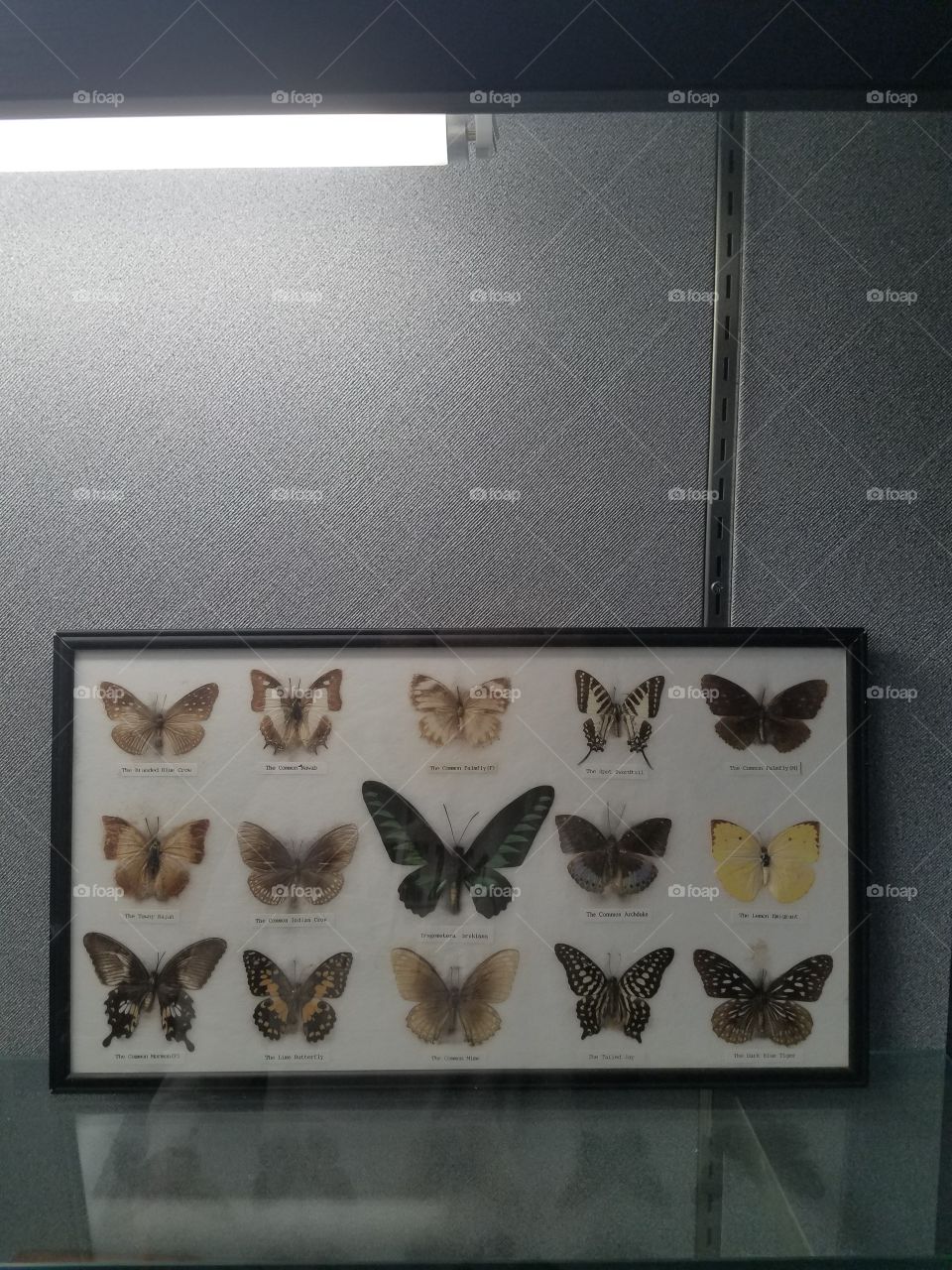 Different types of butterflies