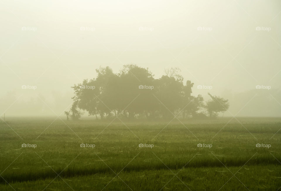 Once there’s a Foggy morning Fields. 