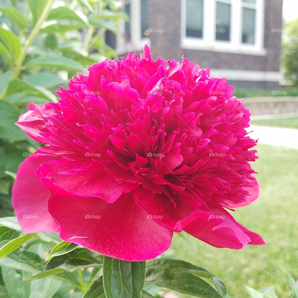 radiant pink peony blooms in mid spring.