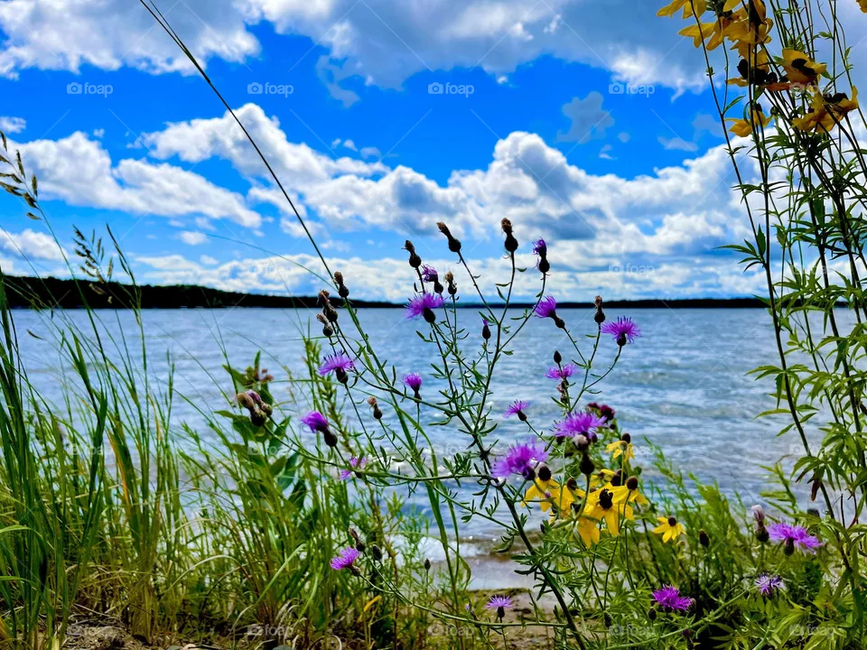 Lakeside flowers
