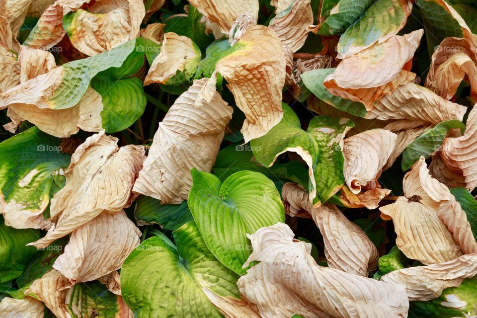 Fresh and dried leaves of a plant