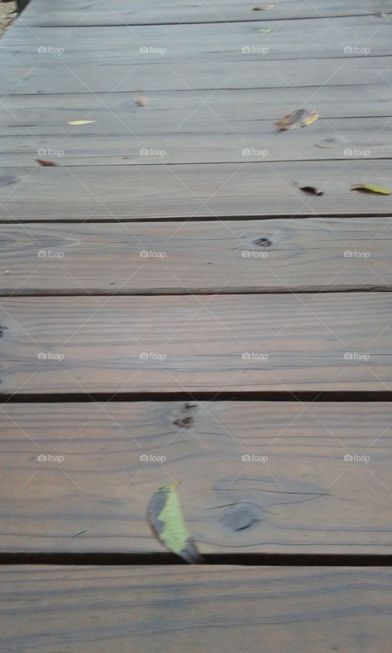 Bird, Water, Reflection, Lake, Wood