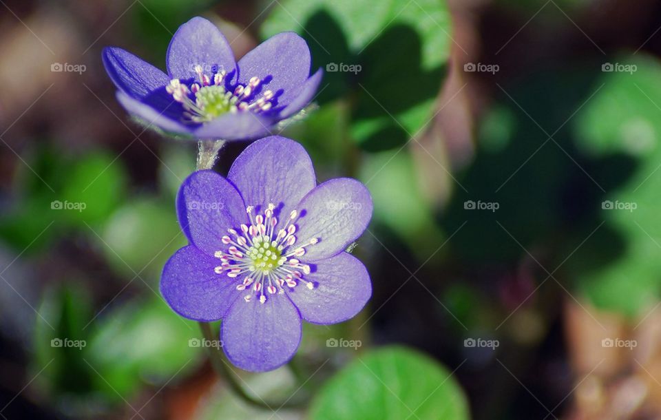 Close-up of anemone hepatica blooming