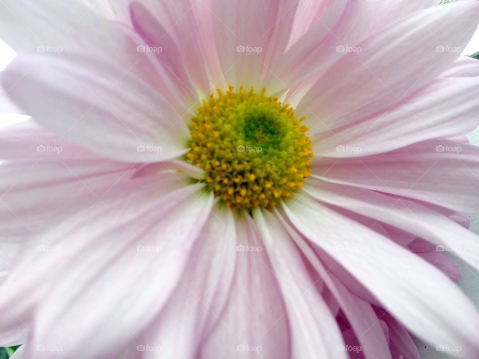Pink daisy