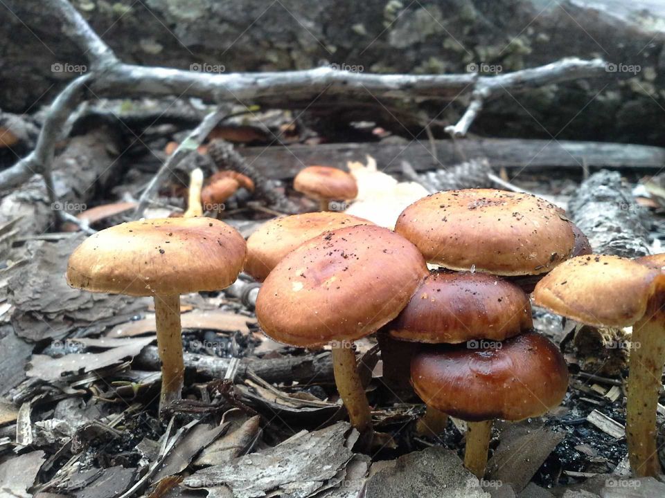 Macro Mushrooms