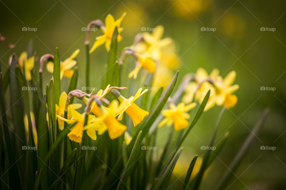 Spring flowers in London