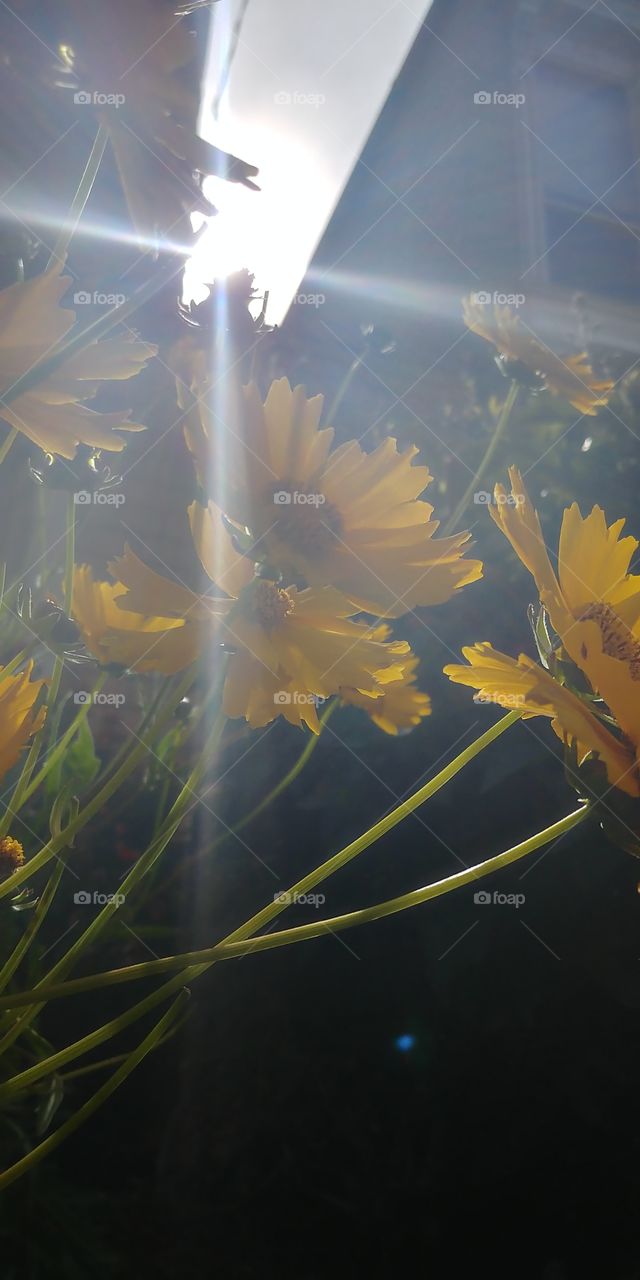 sunlight through the flowers
