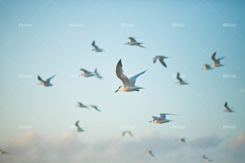 Bird, Seagulls, Flight, Wildlife, No Person