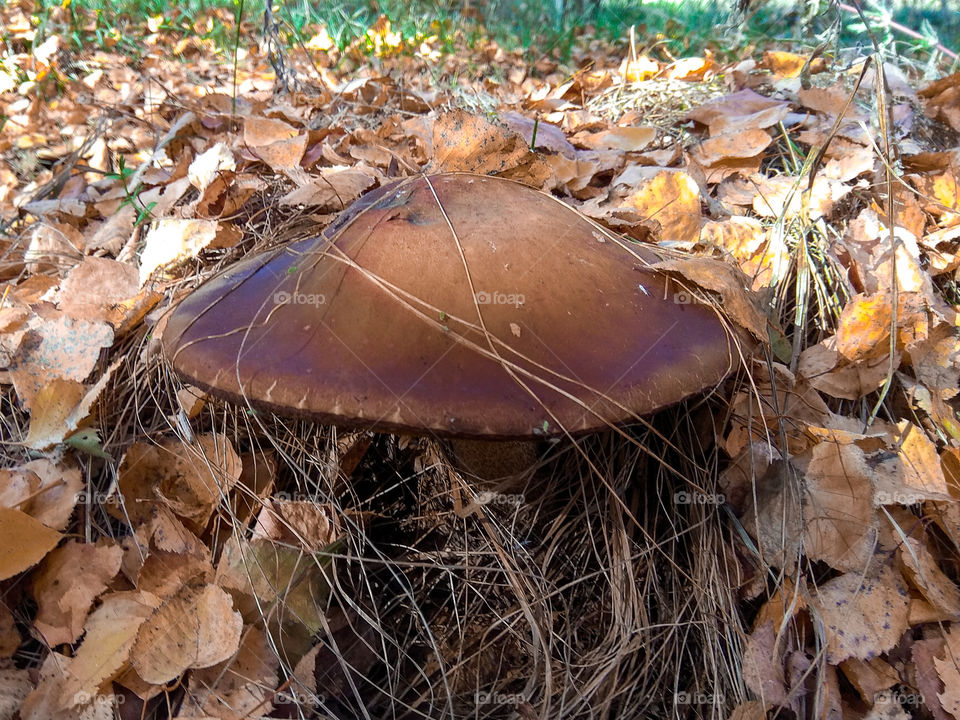 Porcini in Ukraine