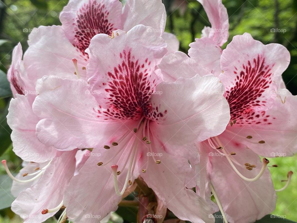 A close up of a Flower 