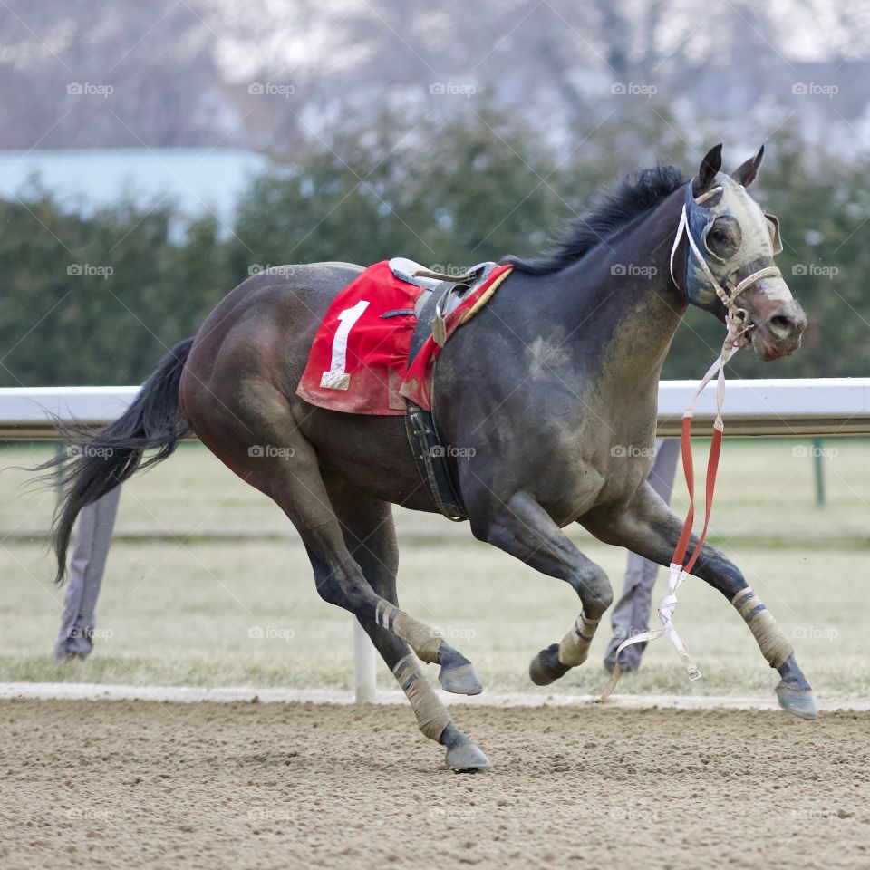 Rein Free by Fleetphoto