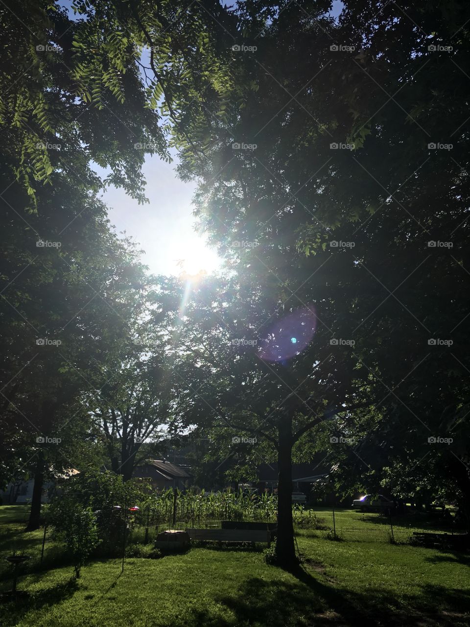 Sun rays through the trees this beautiful morning out my back door. Not a cloud 