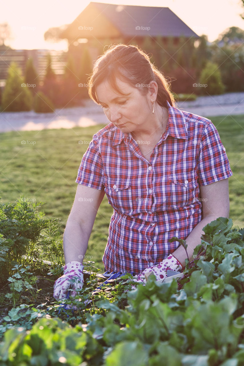 Woman working in a home garden in the backyard, picking the vegetables and put to wooden box. Candid people, real moments, authentic situations