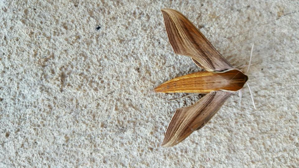 Moth. South Carolina