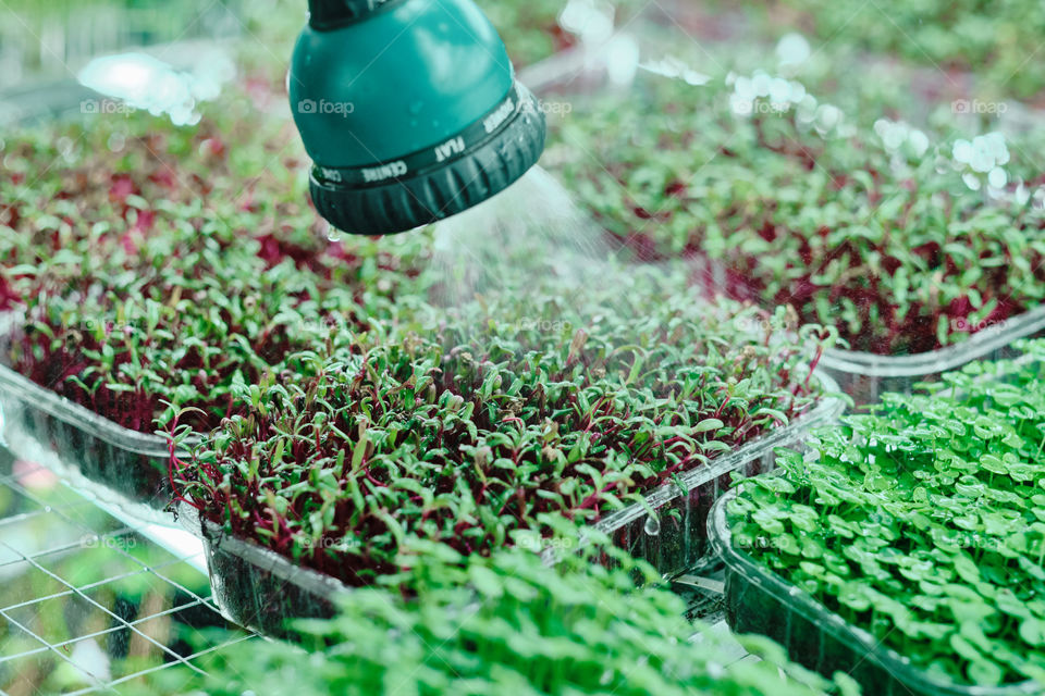 Watering greenery 