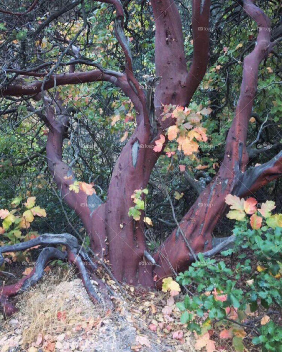 While hiking found this gorgeous tree 