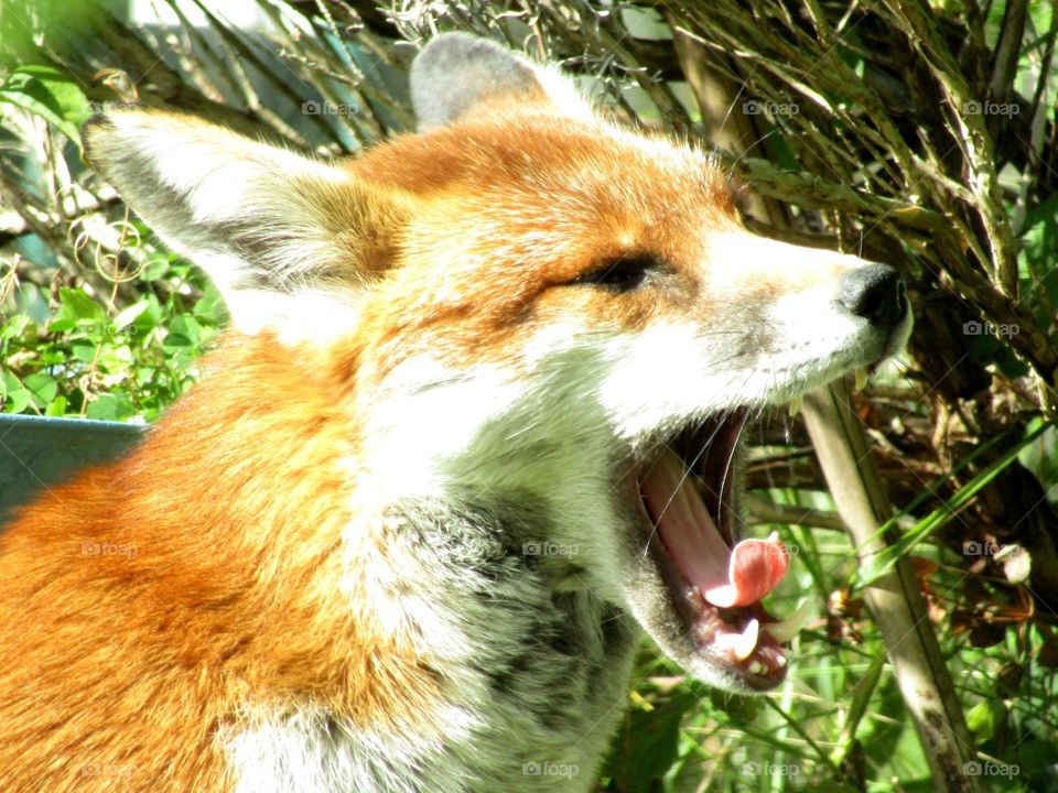 A fox who visits our garden daily